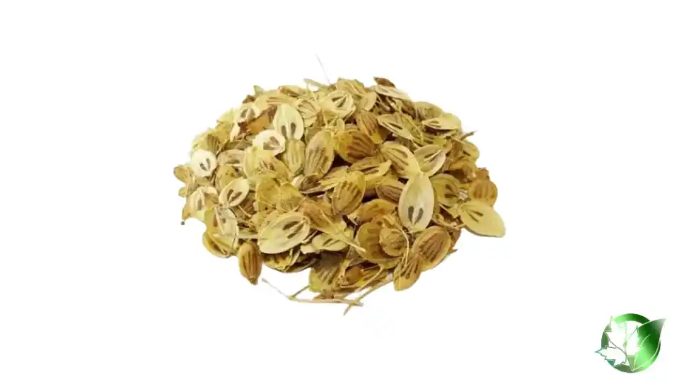 Bulk Persian Hogweed | Suppliers | Wholesale | ParsaFood Global